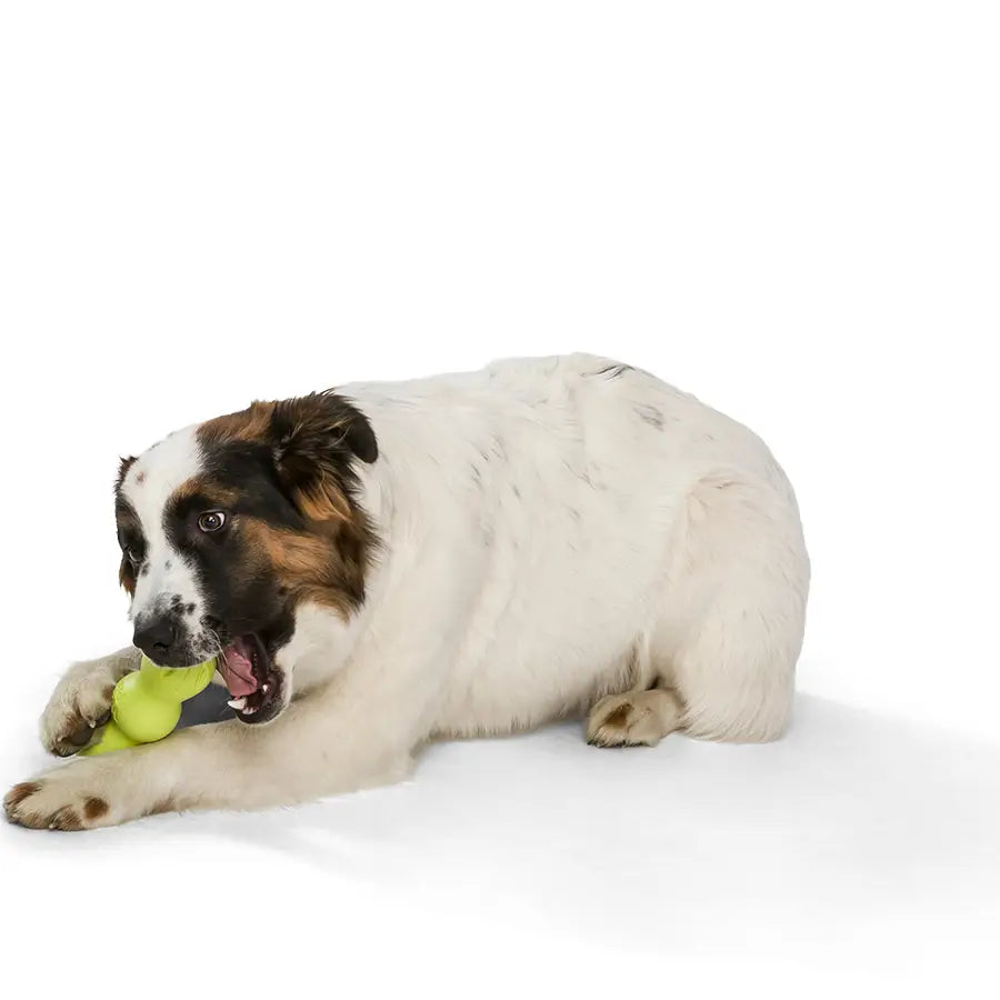 Rumpus® Dog Chew Toy (Granny Smith Green)