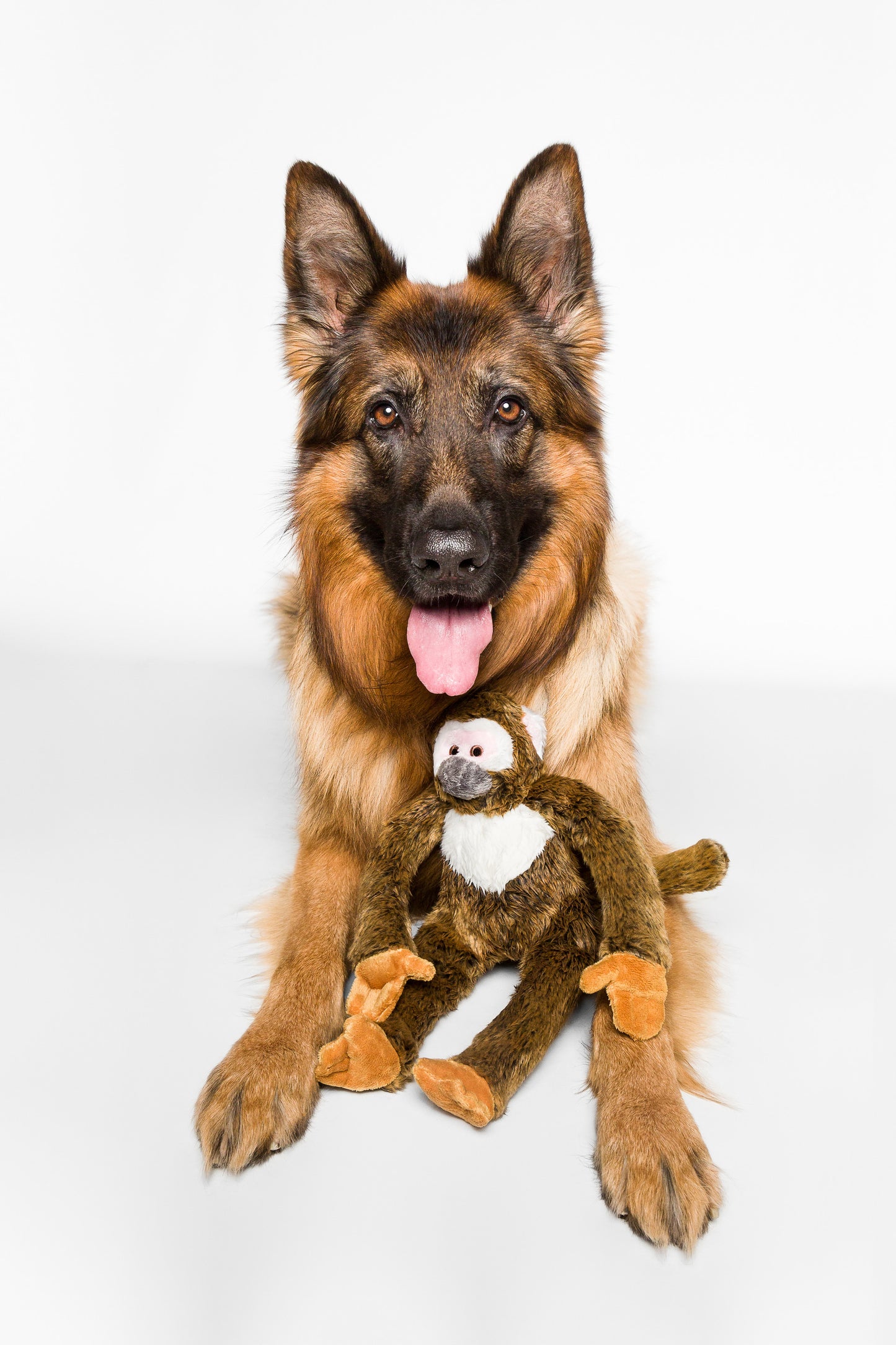 Albert Monkey