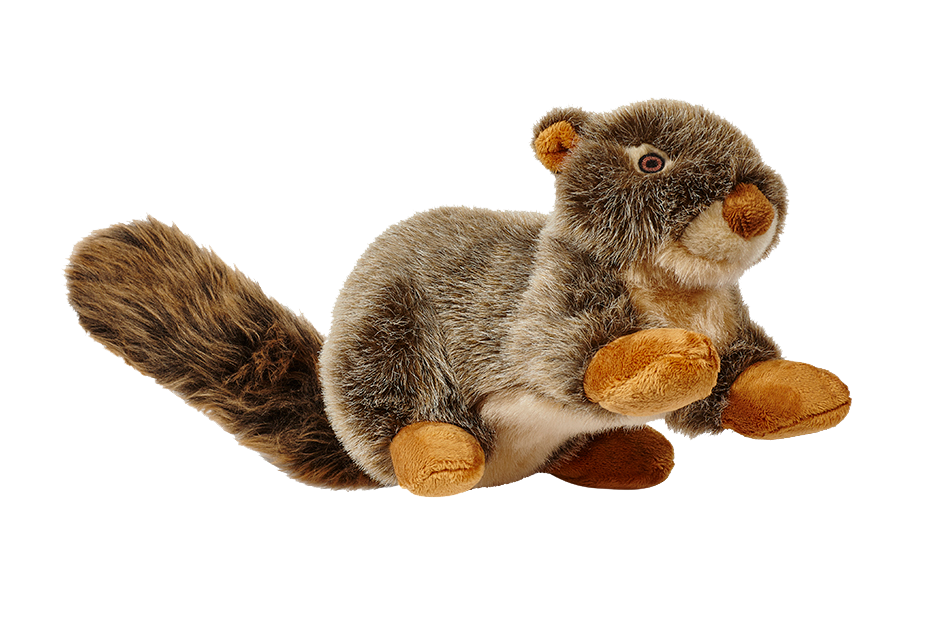 Nuts Squirrel