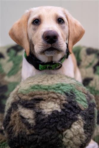 HuggleCause, Warrior Canine Connection, Camo HuggleFleece® Ball