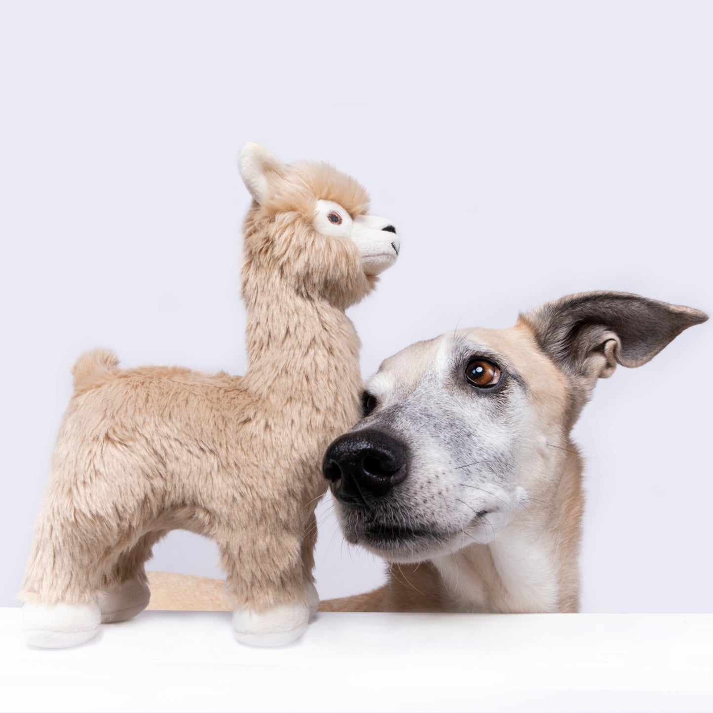Inca Alpaca