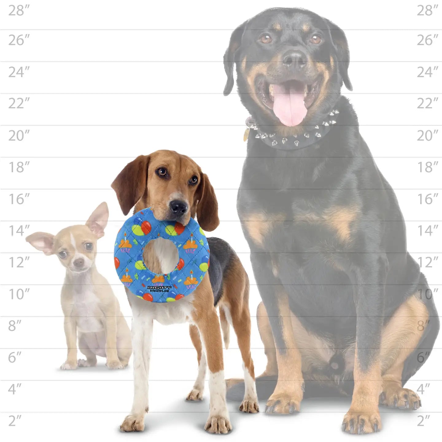 Mighty Ring-Celebration, Squeaky Dog Toy, No Stuffing (MEDIUM)