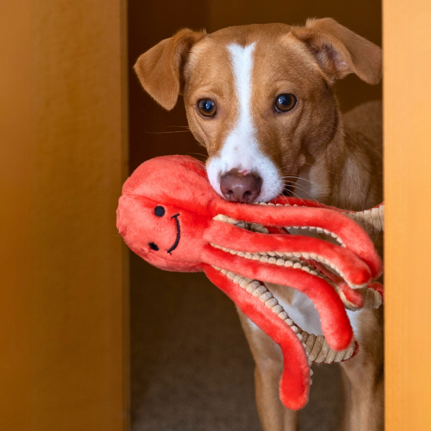 Squirt Octopus