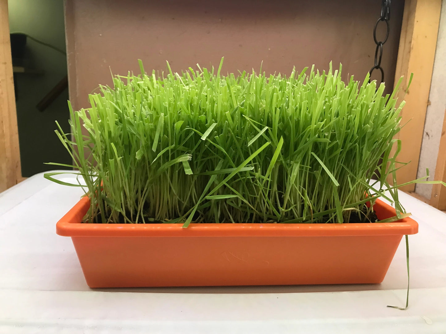 Single Large Cat Grass Garden