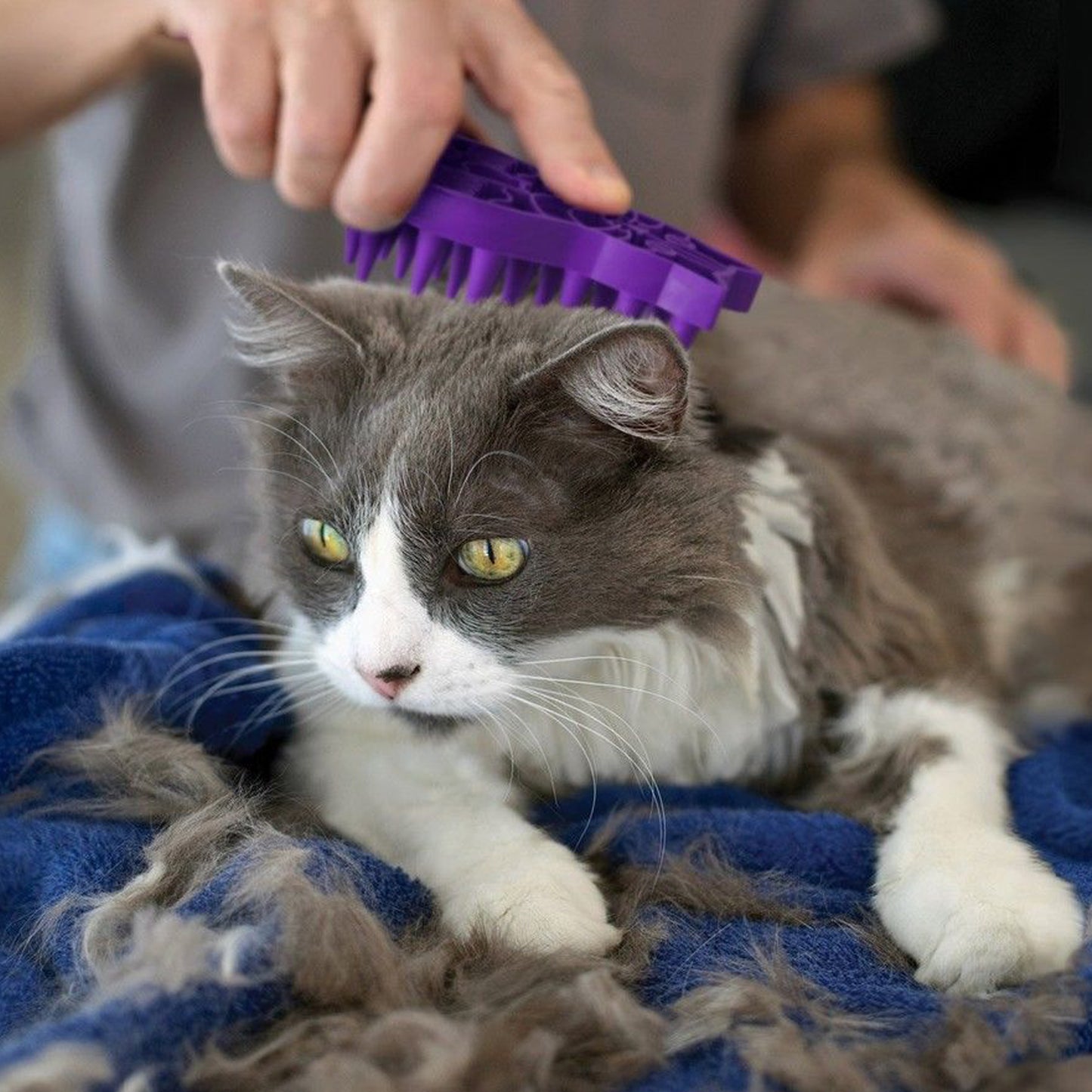 Kong CAT ZOOMGROOM