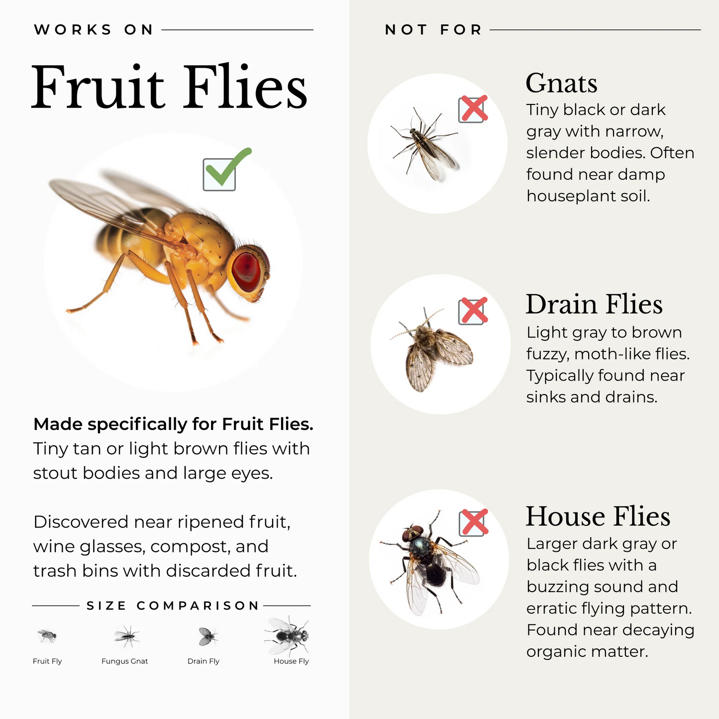 Fruit Fly Trap for Home + Kitchen