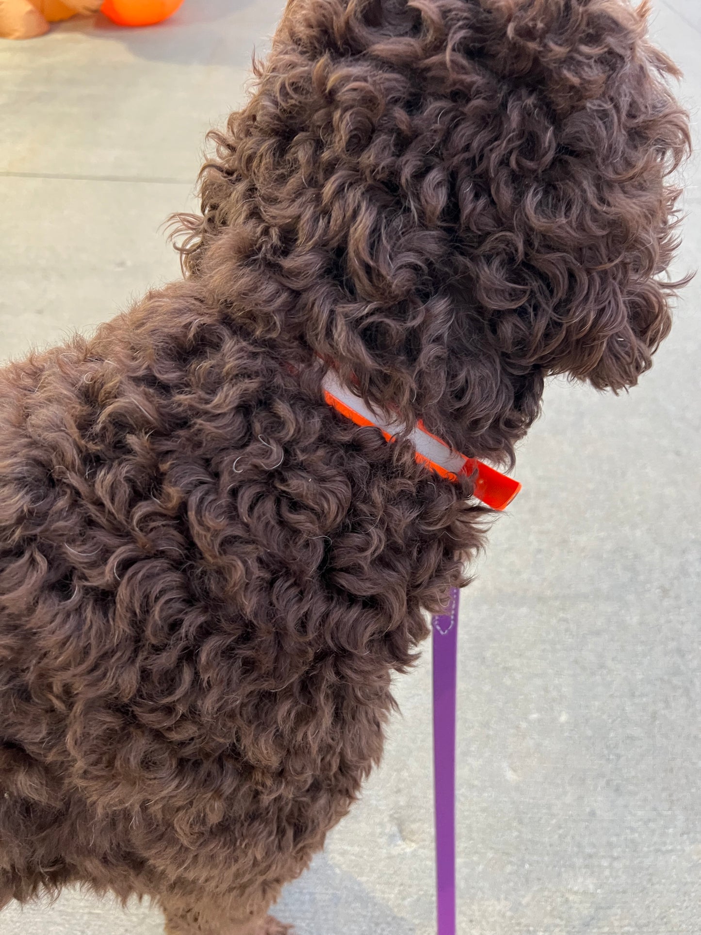 Amish Handmade Reflective BioThane Collar 5/8" X 18"