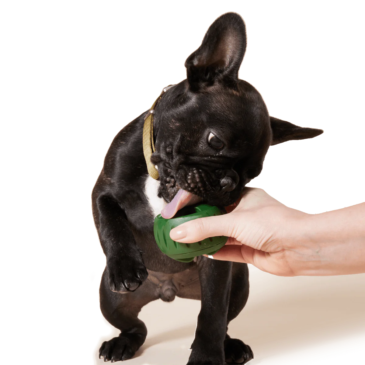 WOOF DOG PUPSICLE (GREEN)