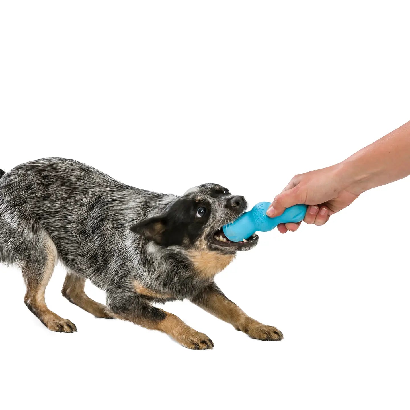Rumpus® Dog Chew Toy (Aqua Blue)