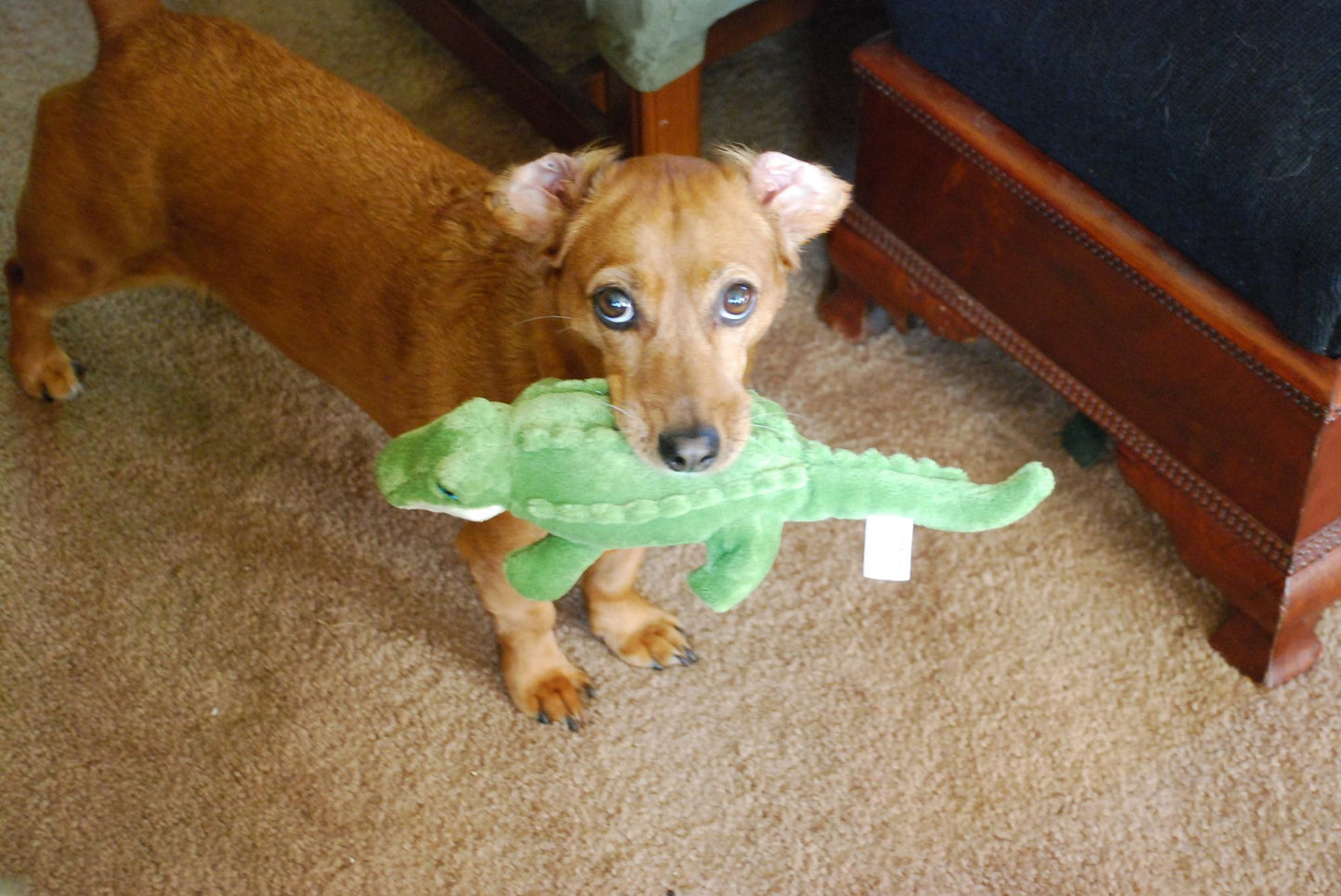 Savannah Baby Gator