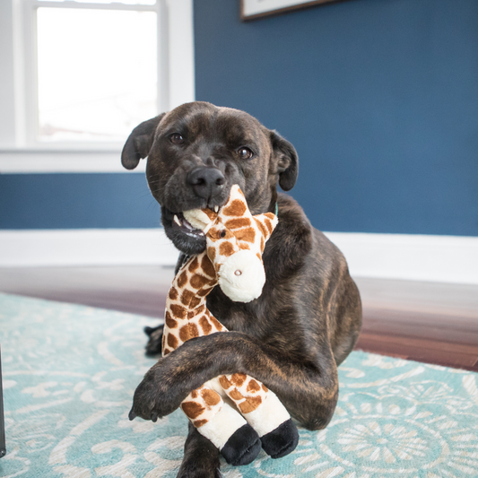 Nelly Giraffe
