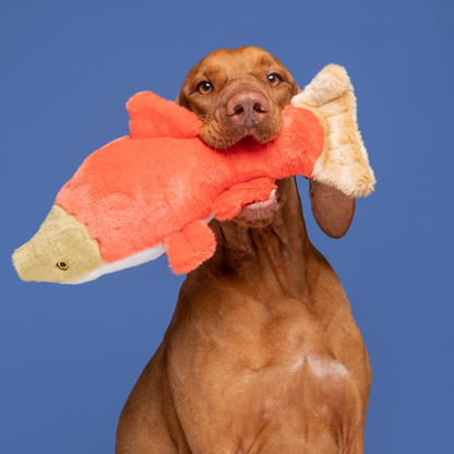 Cedar Salmon