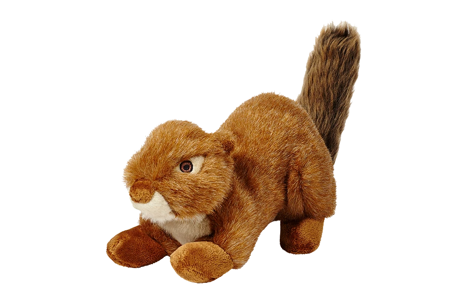Red Squirrel