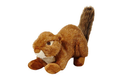 Red Squirrel