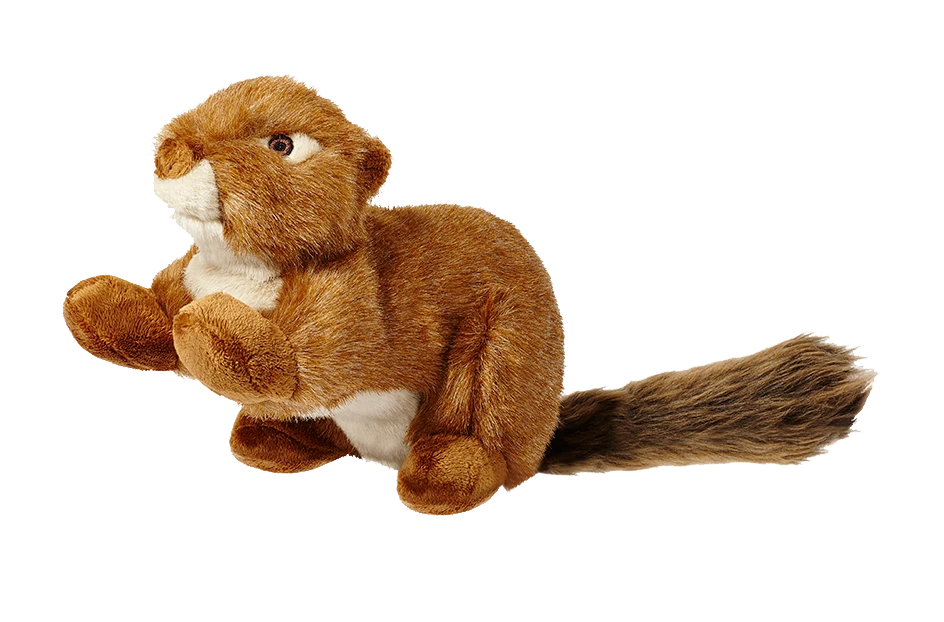 Red Squirrel