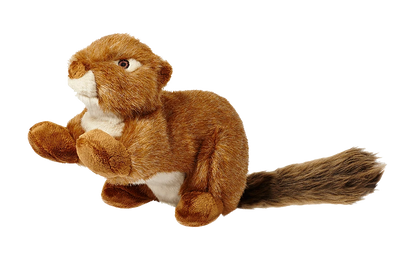 Red Squirrel