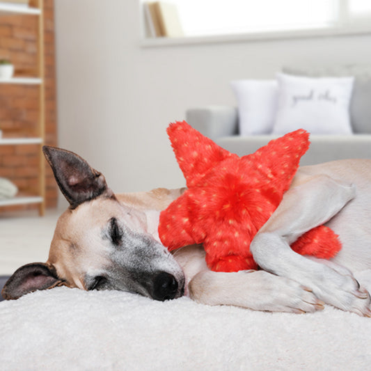 Ziggy Starfish
