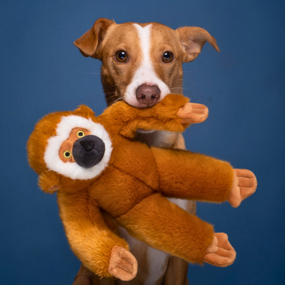 Marcel Monkey