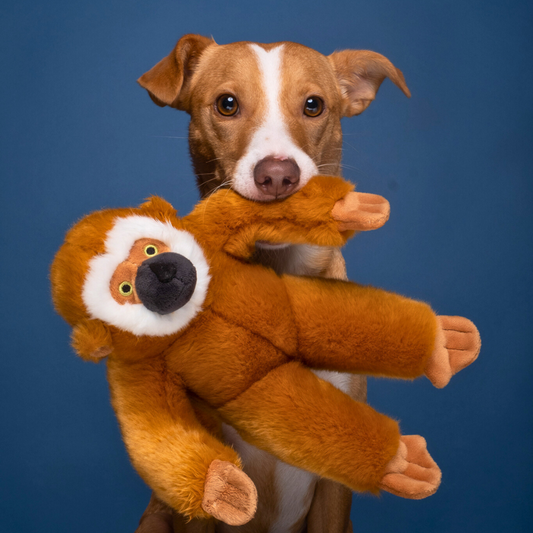 Marcel Monkey