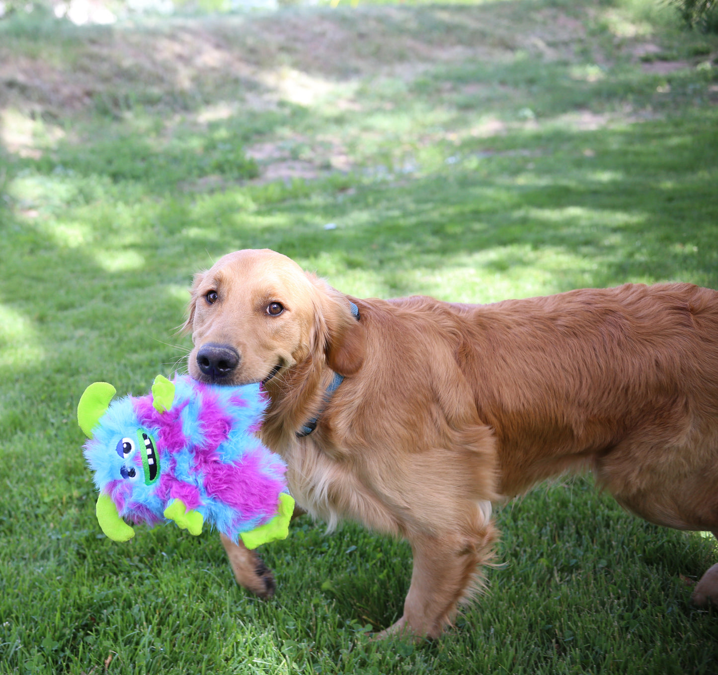 Kong FRIZZLES RAZZLE