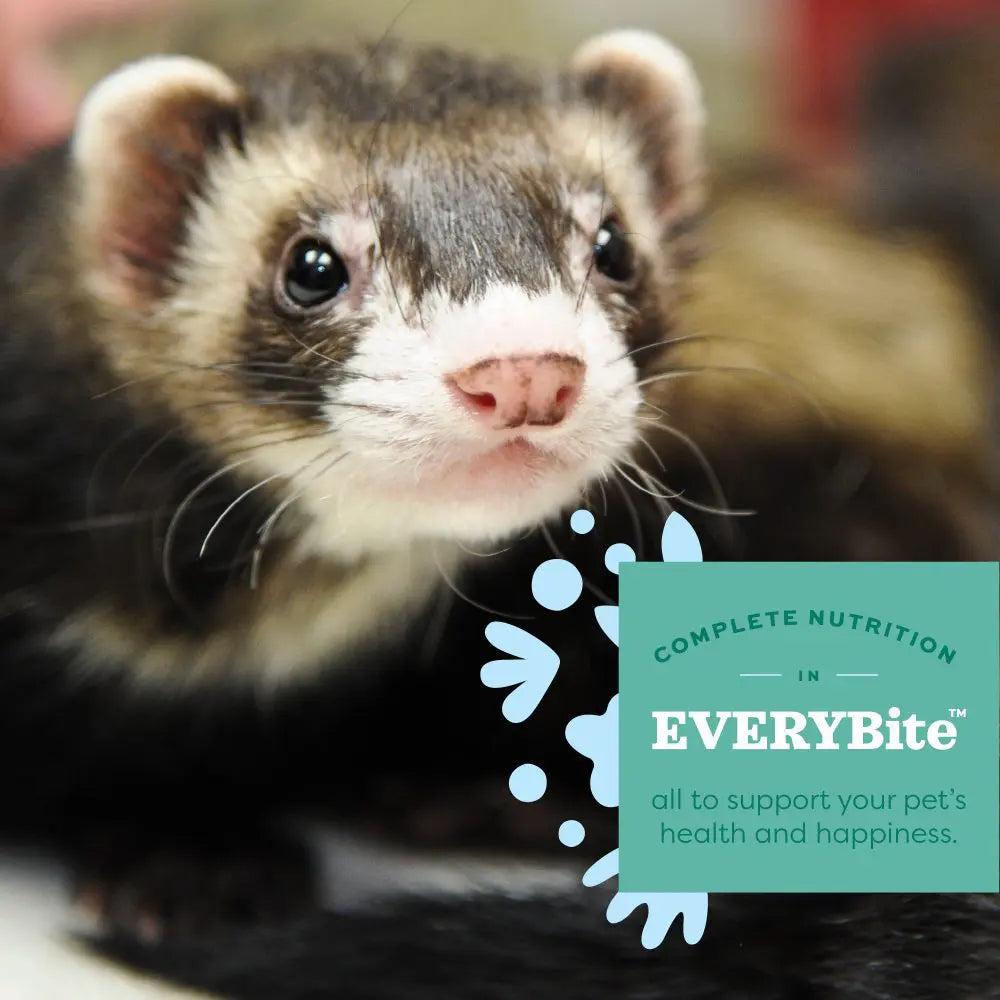 Essential Ferret Food 4#