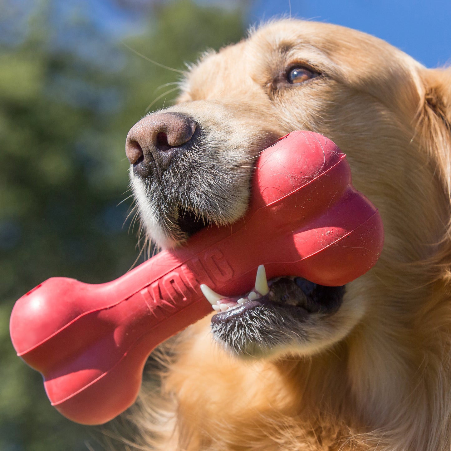 KONG GOODIE BONE