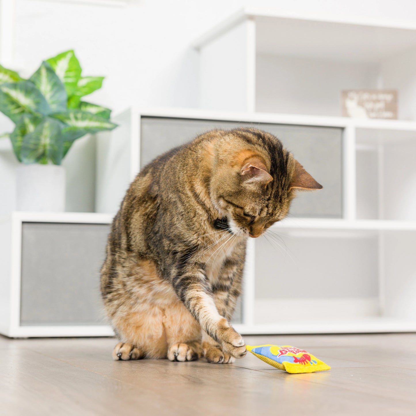 sweetest fish cat toy