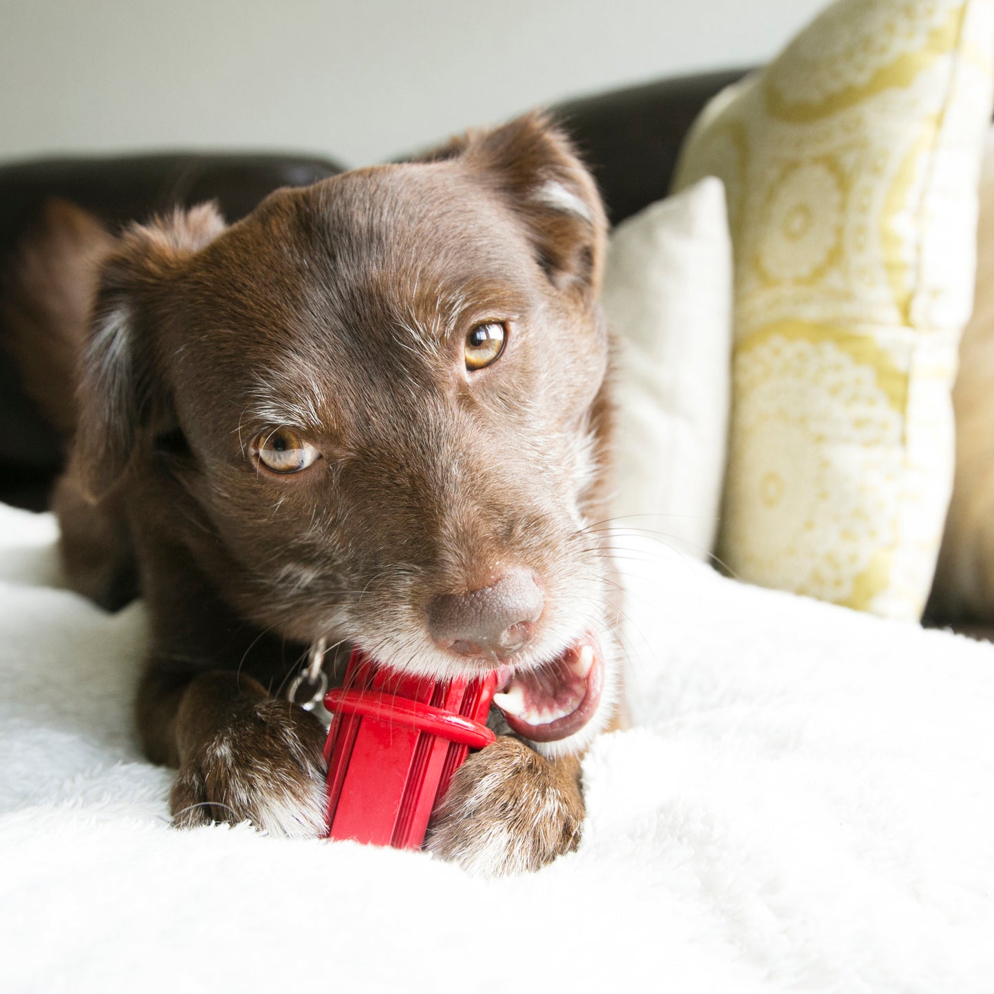 KONG DENTAL STICK