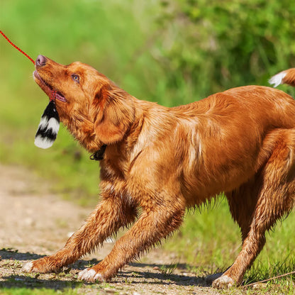 Outward Hound Tail Teaser Dog Wand with Black Tail Refill