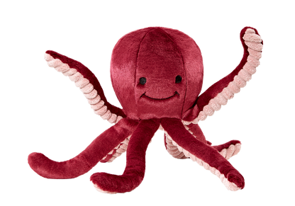 Olympia Octopus