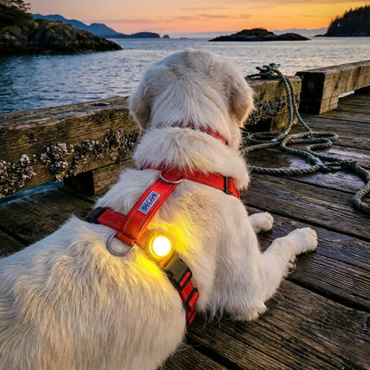 Firefly - Rechargable LED Safety Light