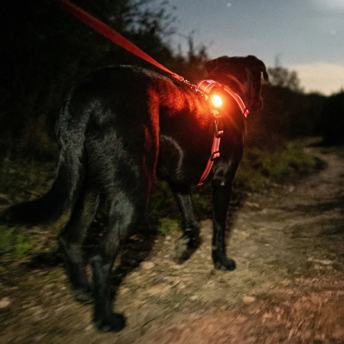 Firefly - Rechargable LED Safety Light