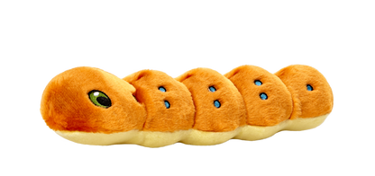 Spicy Caterpillar
