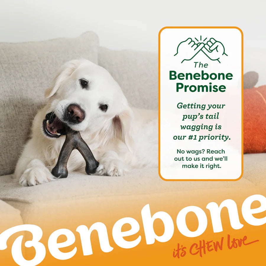Benebone Pumpkin Spice Medium Wishbone