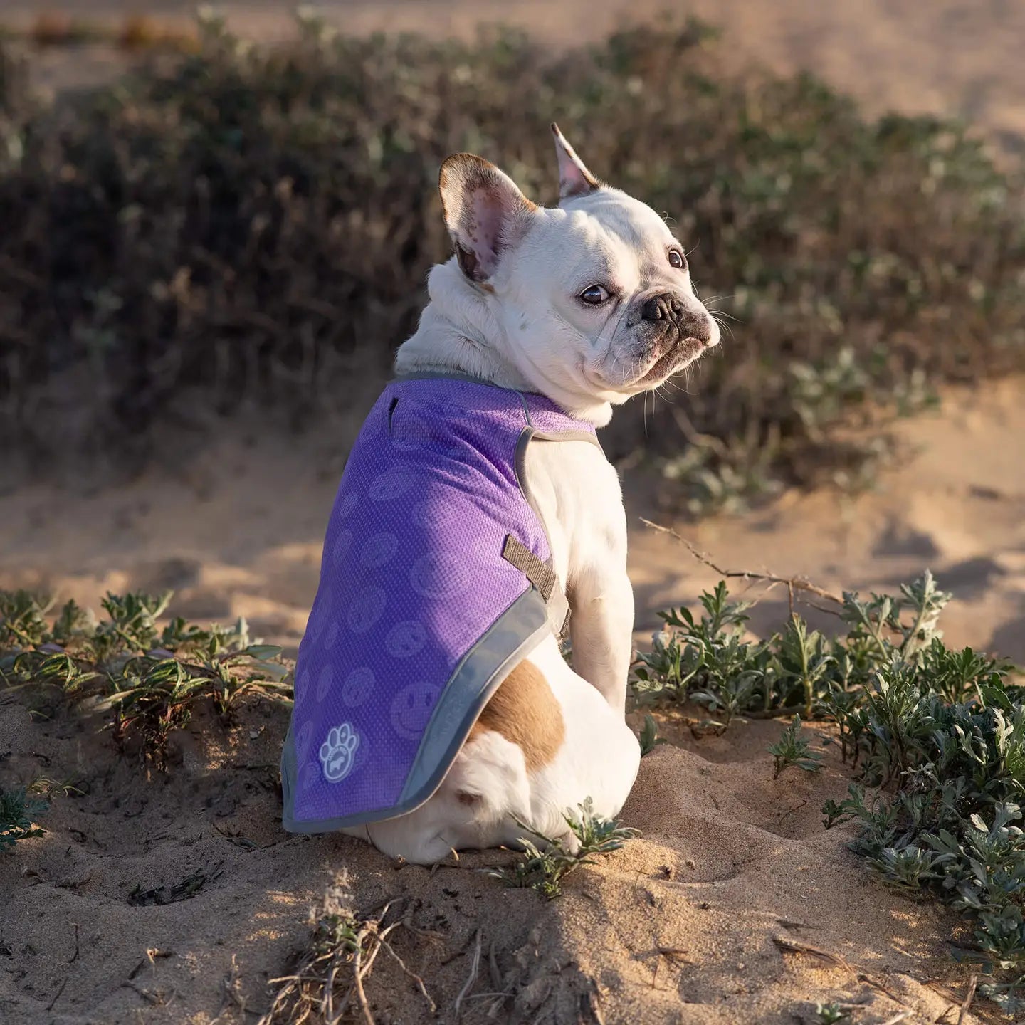 Chill Seeker Dog Cooling Vest (Purple Smiley Reveal)