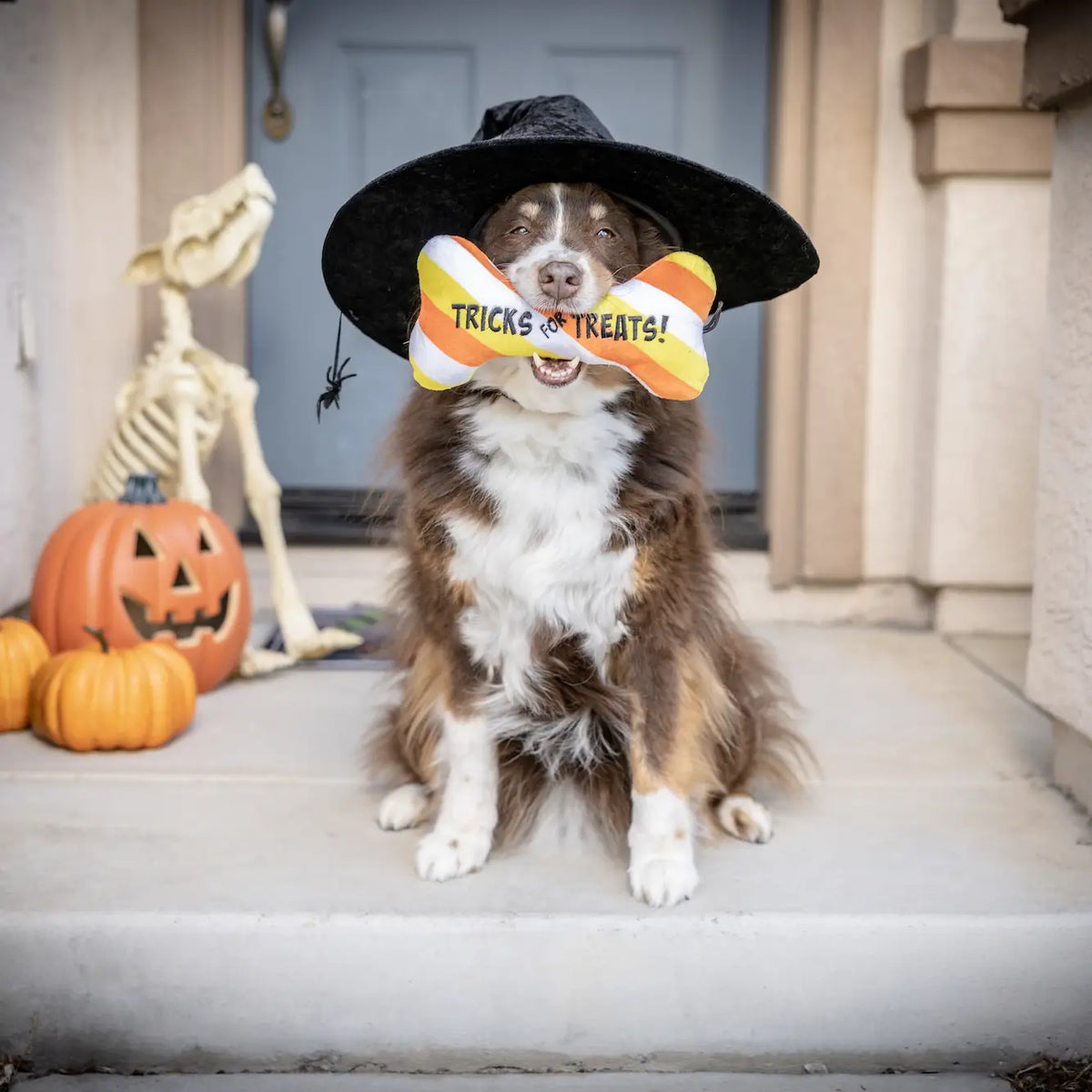 Tricks for Treats Bone Dog Toy