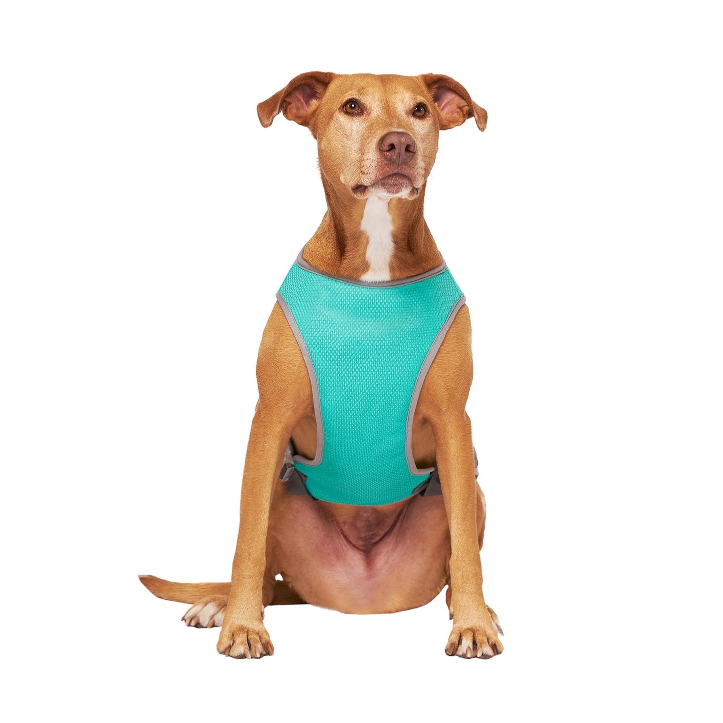 Chill Seeker Dog Cooling Vest (Green Smiley Reveal)