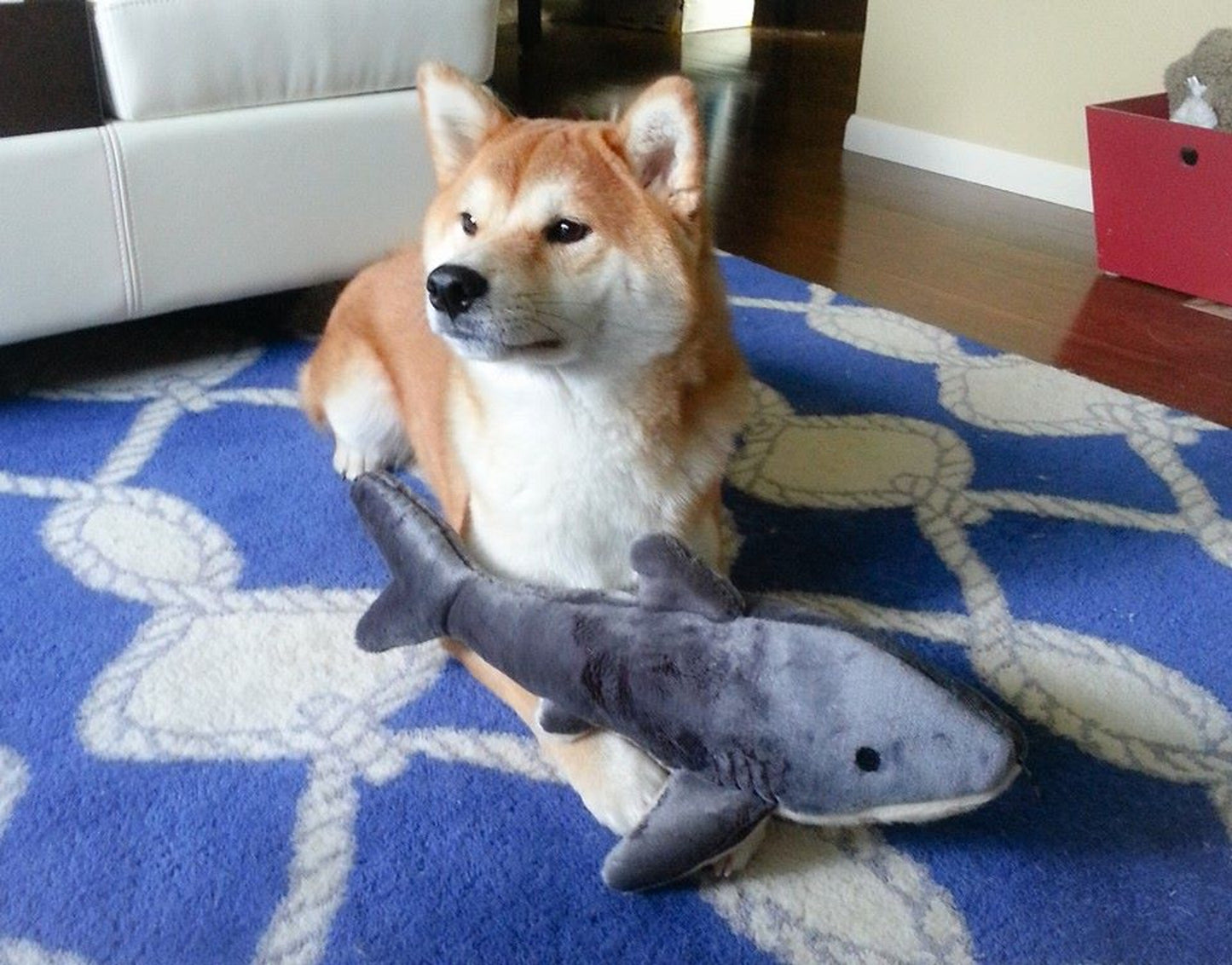 Mac the Shark